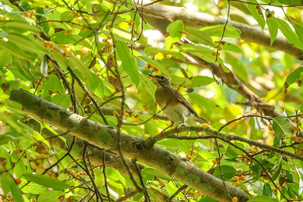 Халиун хөөндэй - ML646902428