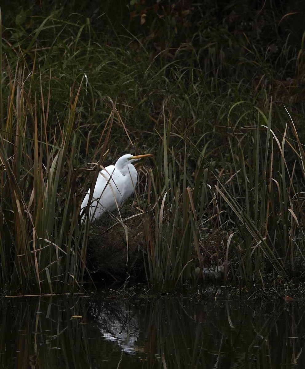 Чапля велика - ML646902429