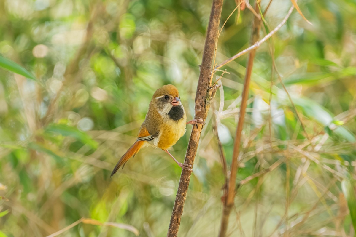 Золотистая сутора - ML646902430