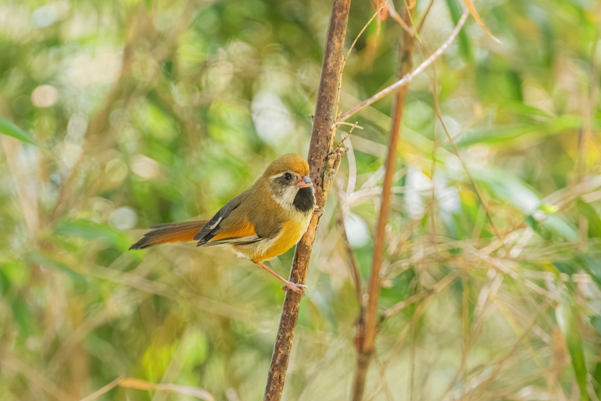 Золотистая сутора - ML646902431