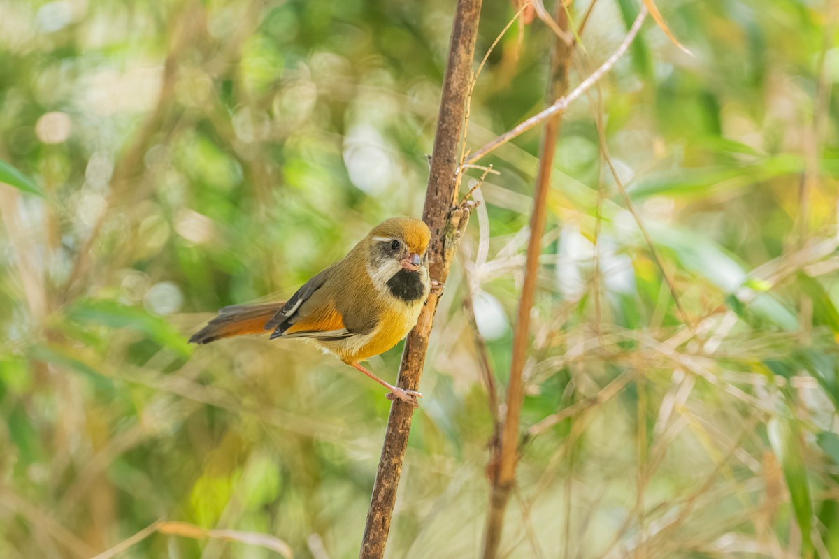Golden Parrotbill - ML646902432