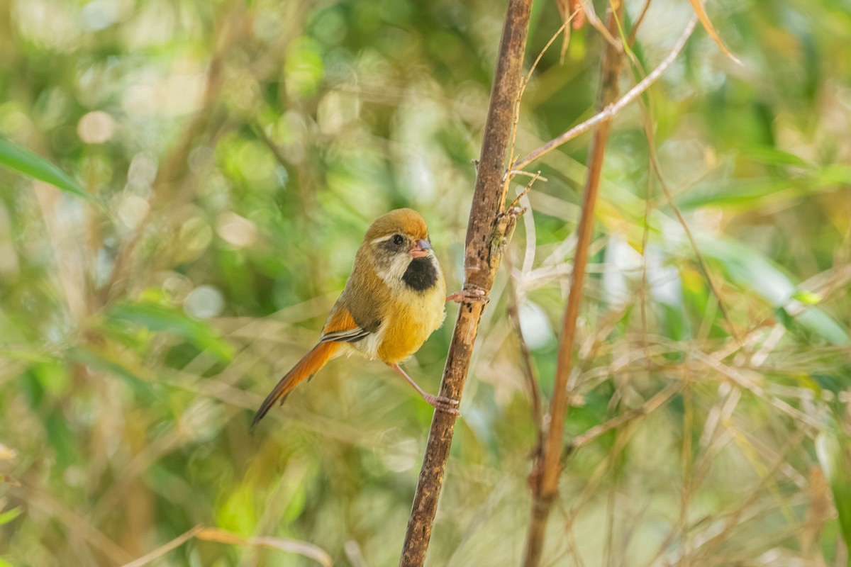 Golden Parrotbill - ML646902433