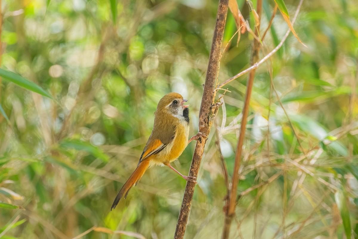 Золотистая сутора - ML646902434