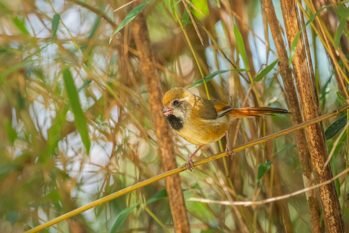 Золотистая сутора - ML646902435