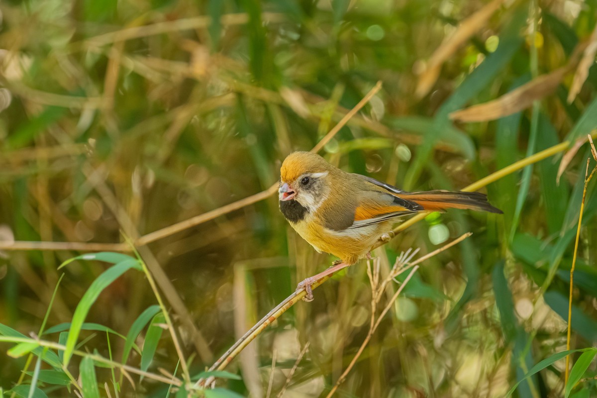 Golden Parrotbill - ML646902436