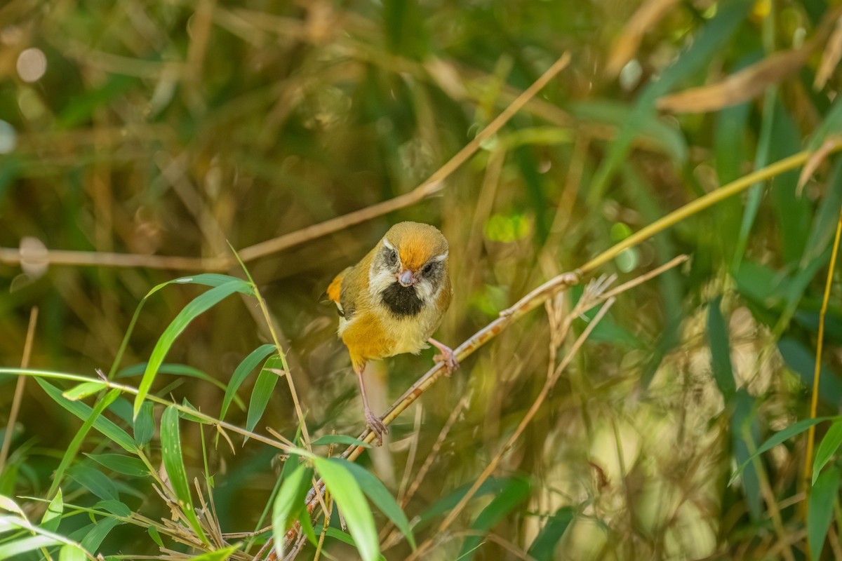 Золотистая сутора - ML646902437