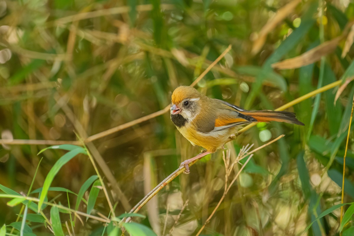 Золотистая сутора - ML646902438