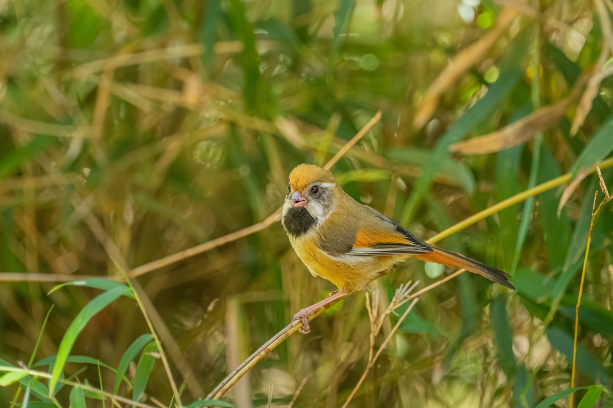 Золотистая сутора - ML646902439