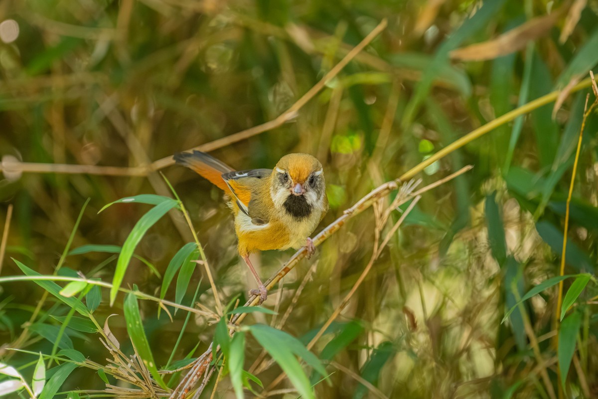 Золотистая сутора - ML646902440