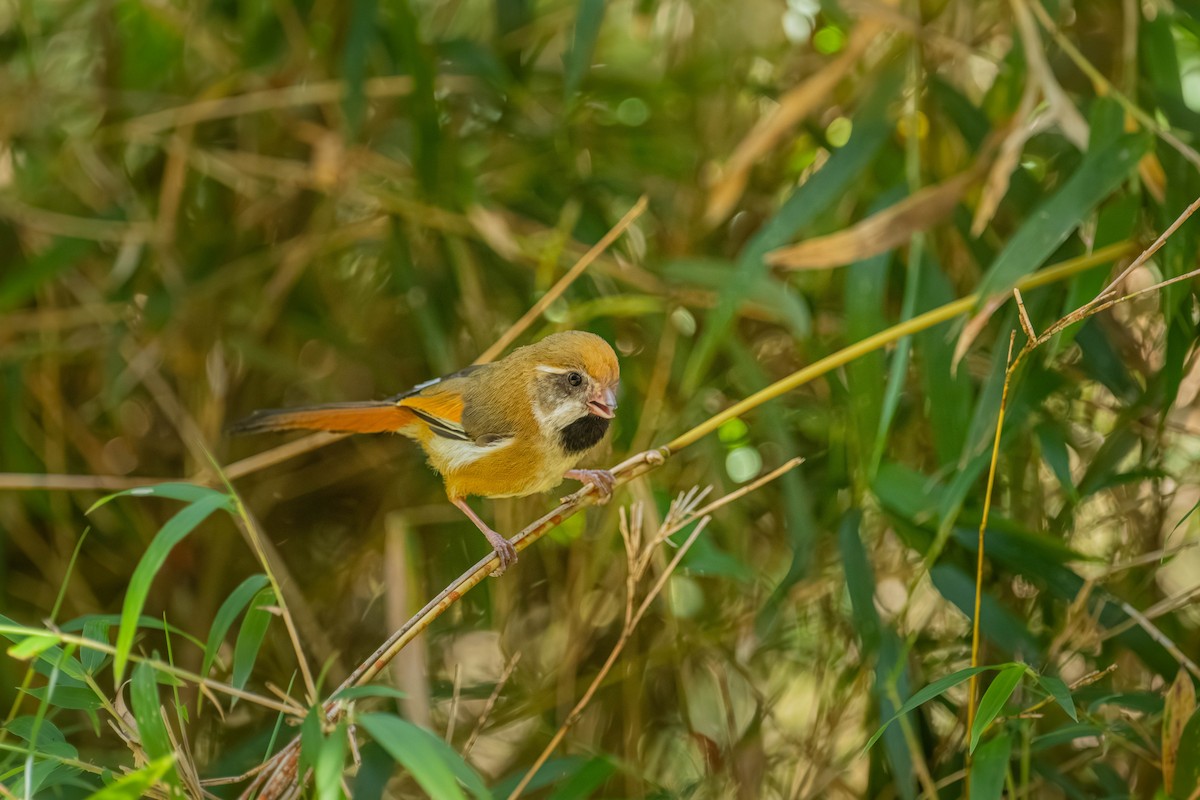 Золотистая сутора - ML646902441