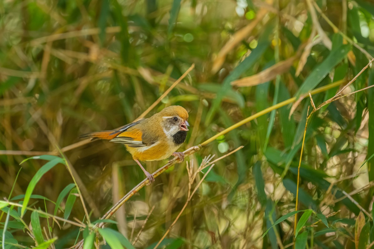 Золотистая сутора - ML646902442