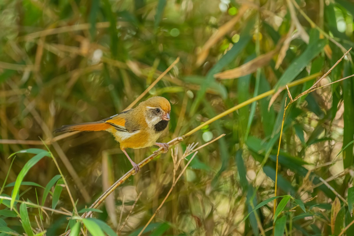 Золотистая сутора - ML646902443