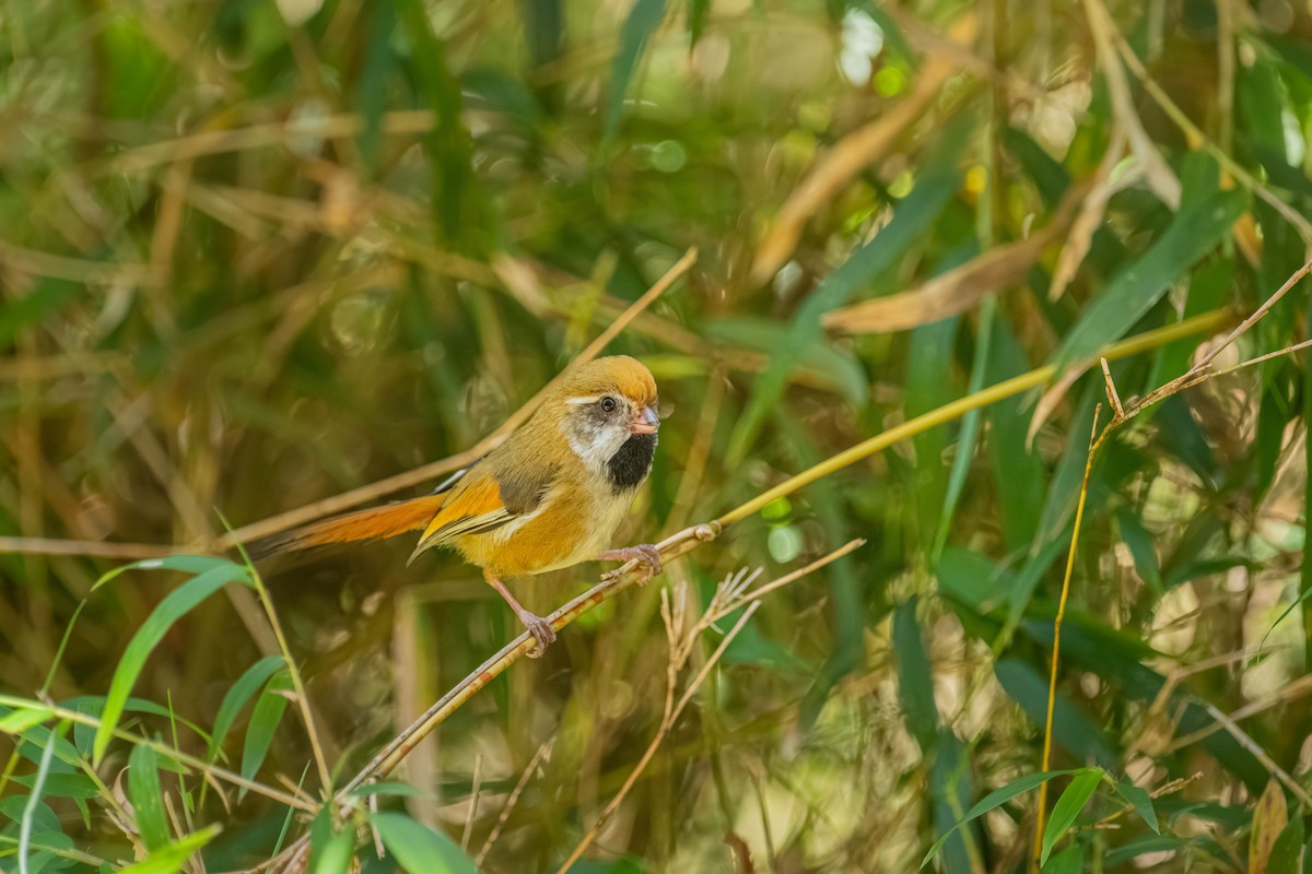 Золотистая сутора - ML646902444