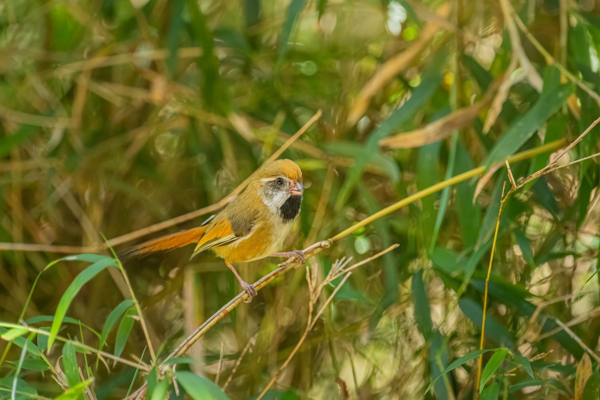 Золотистая сутора - ML646902445