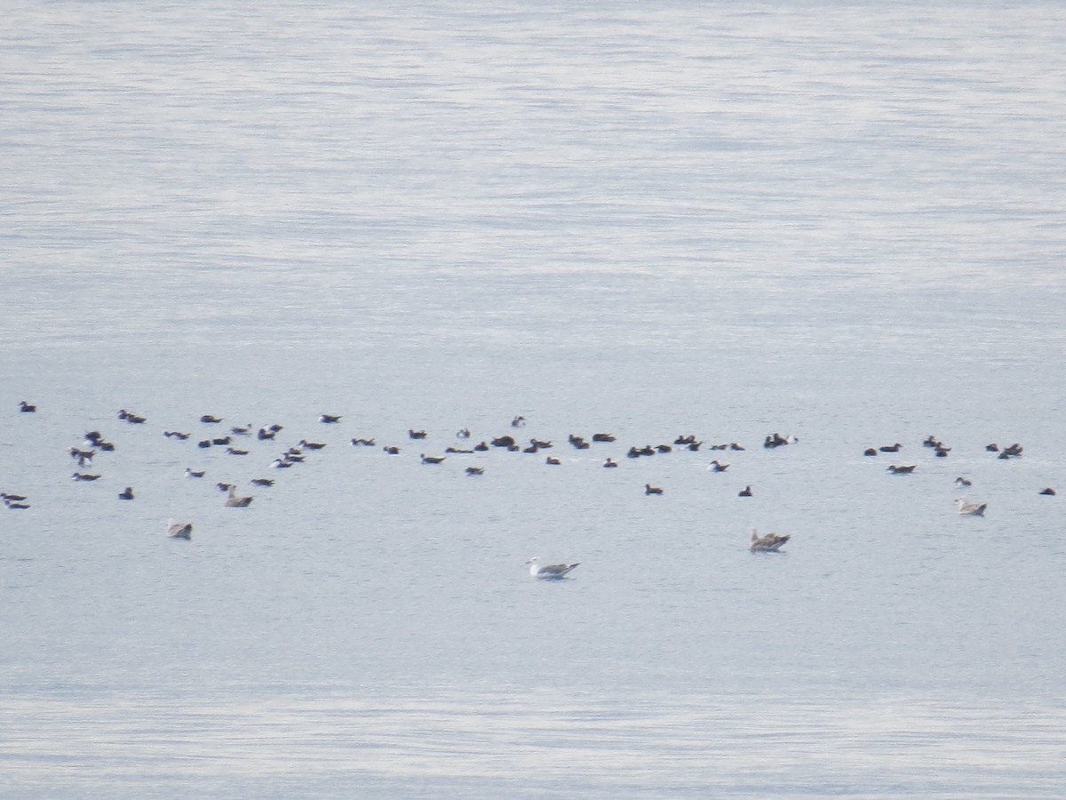 Procellariidae sp. (shearwater sp.) - ML646902446