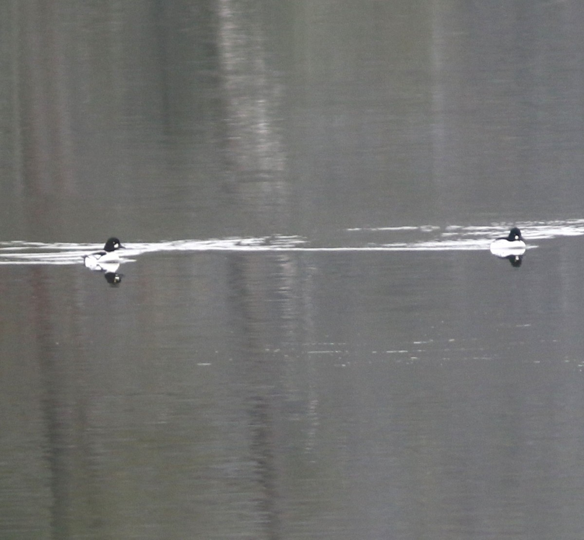 Гоголь зеленоголовий х гоголь ісландский - ML646902447