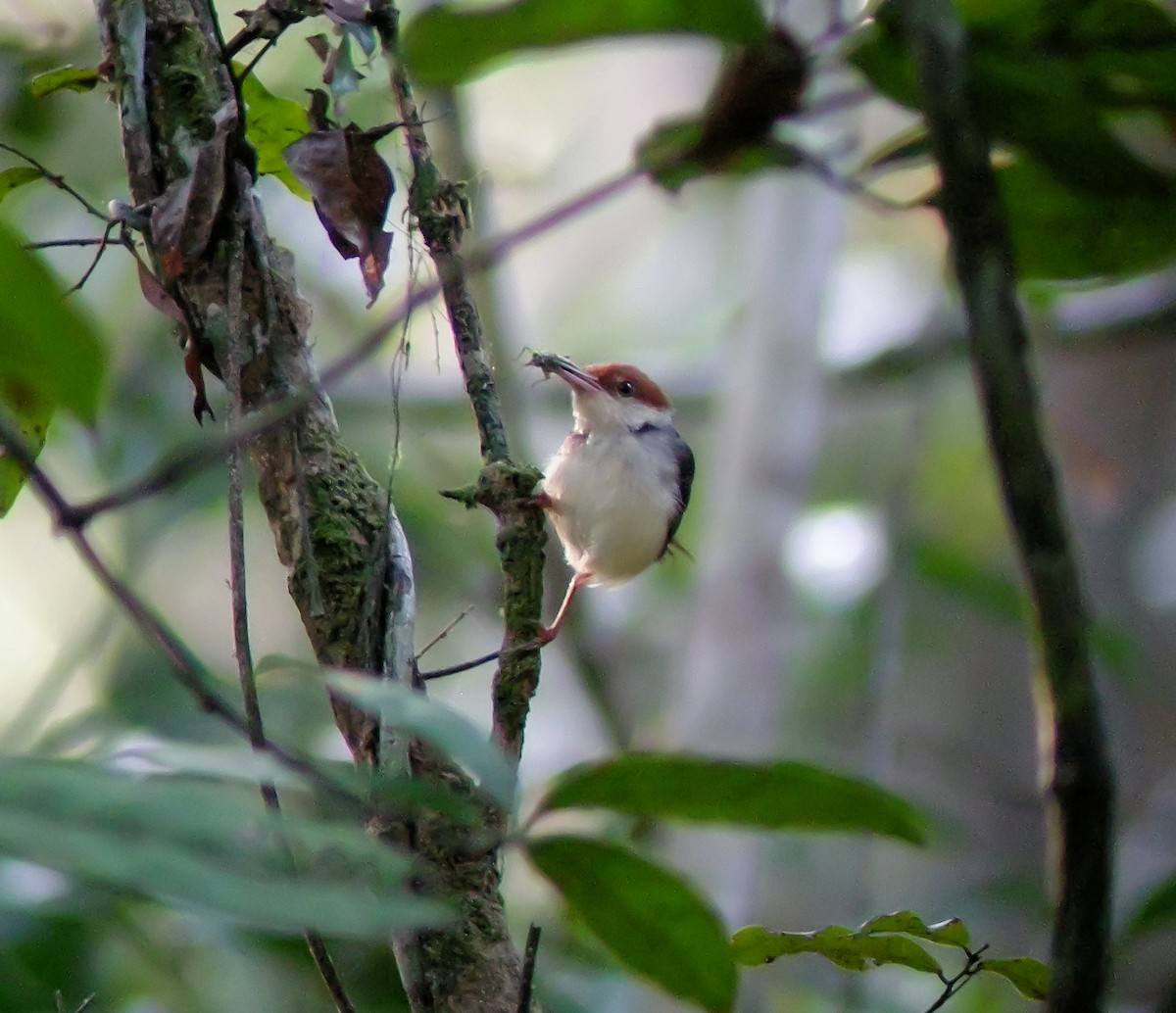 Краснохвостая портниха - ML646902450