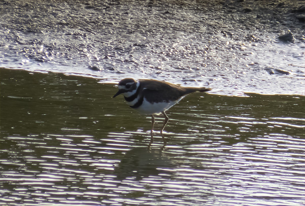 Killdeer - ML646902451