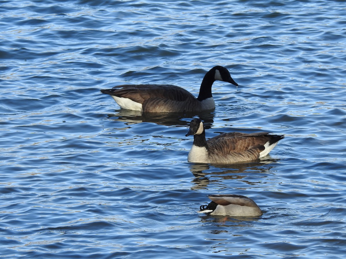 Канадская казарка - ML646902452