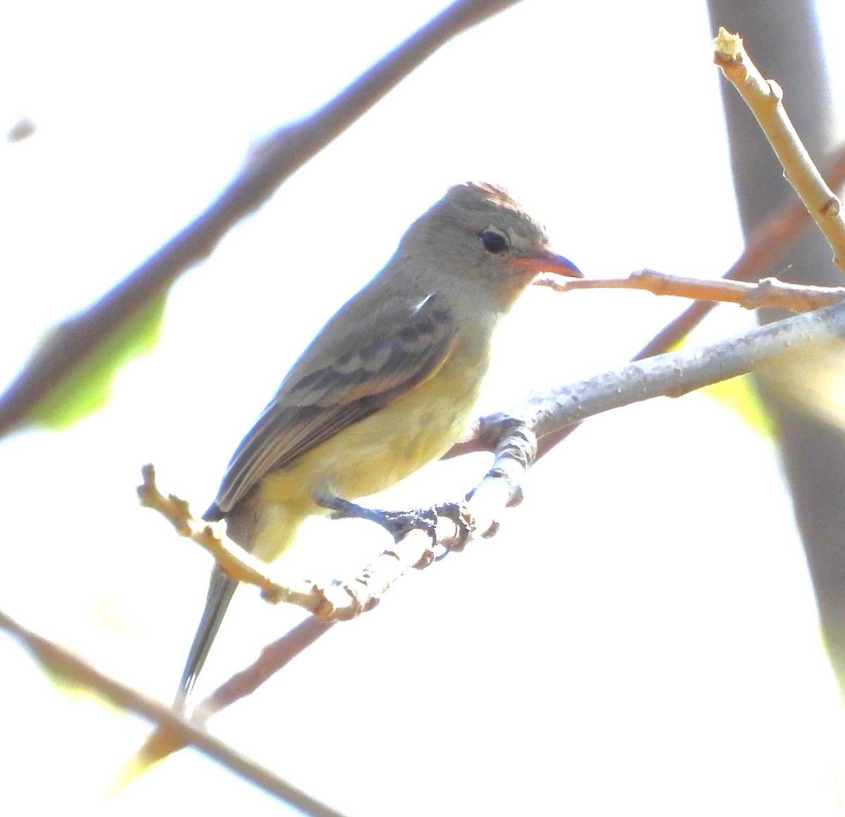 Центральноамериканский москитолов - ML646902460