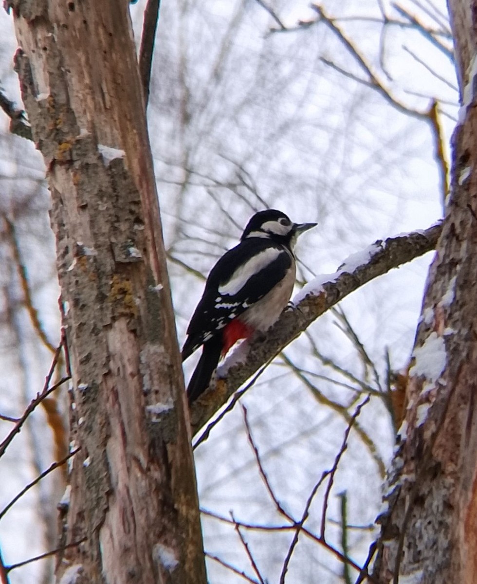 Большой пёстрый дятел - ML646902463