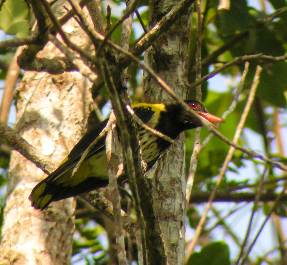 Dark-throated Oriole - ML646902464