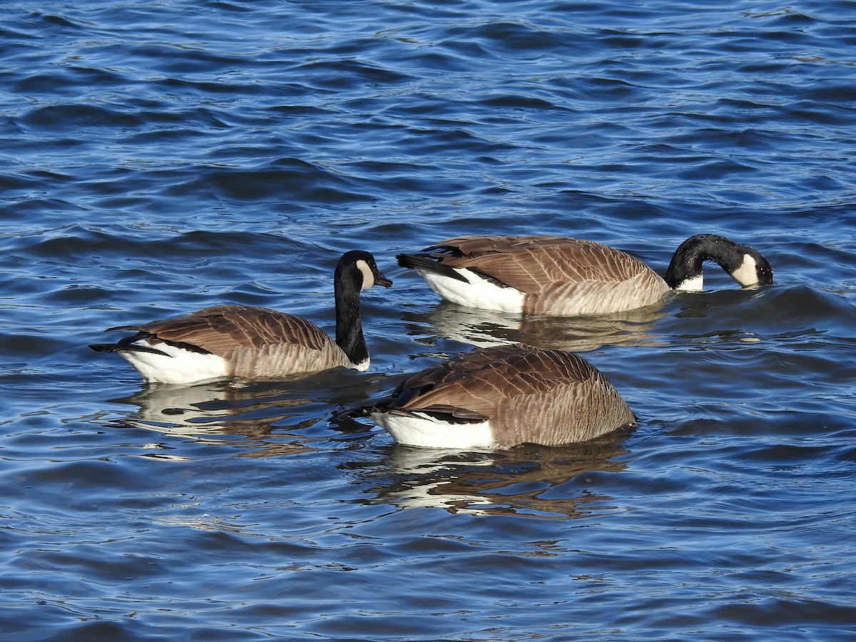 Канадская казарка - ML646902465