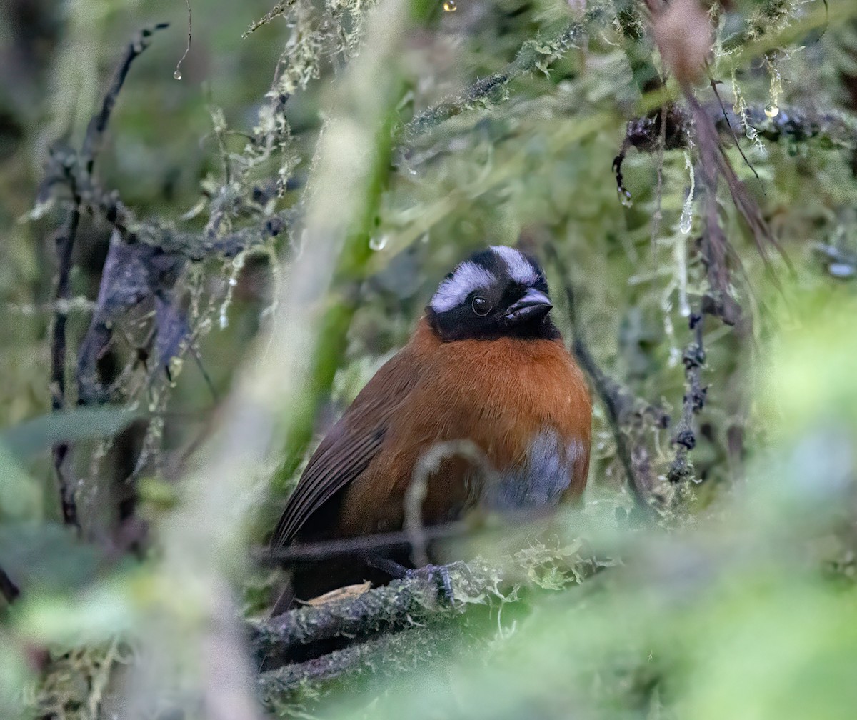 Танагровый дромник - ML646902466