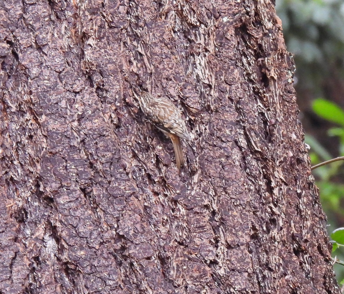 Американская пищуха - ML646902469