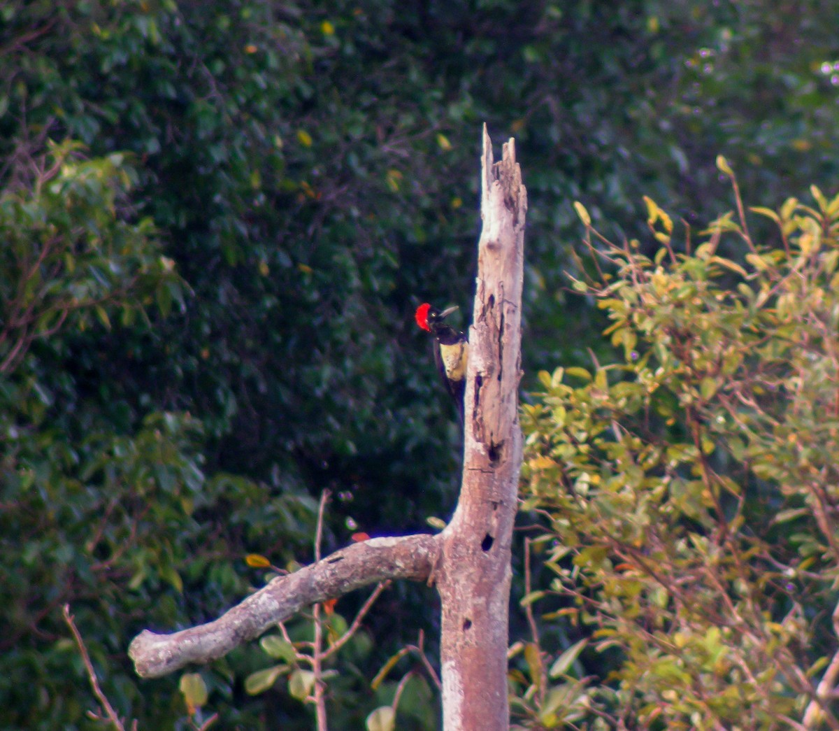 Белобрюхая желна - ML646902474