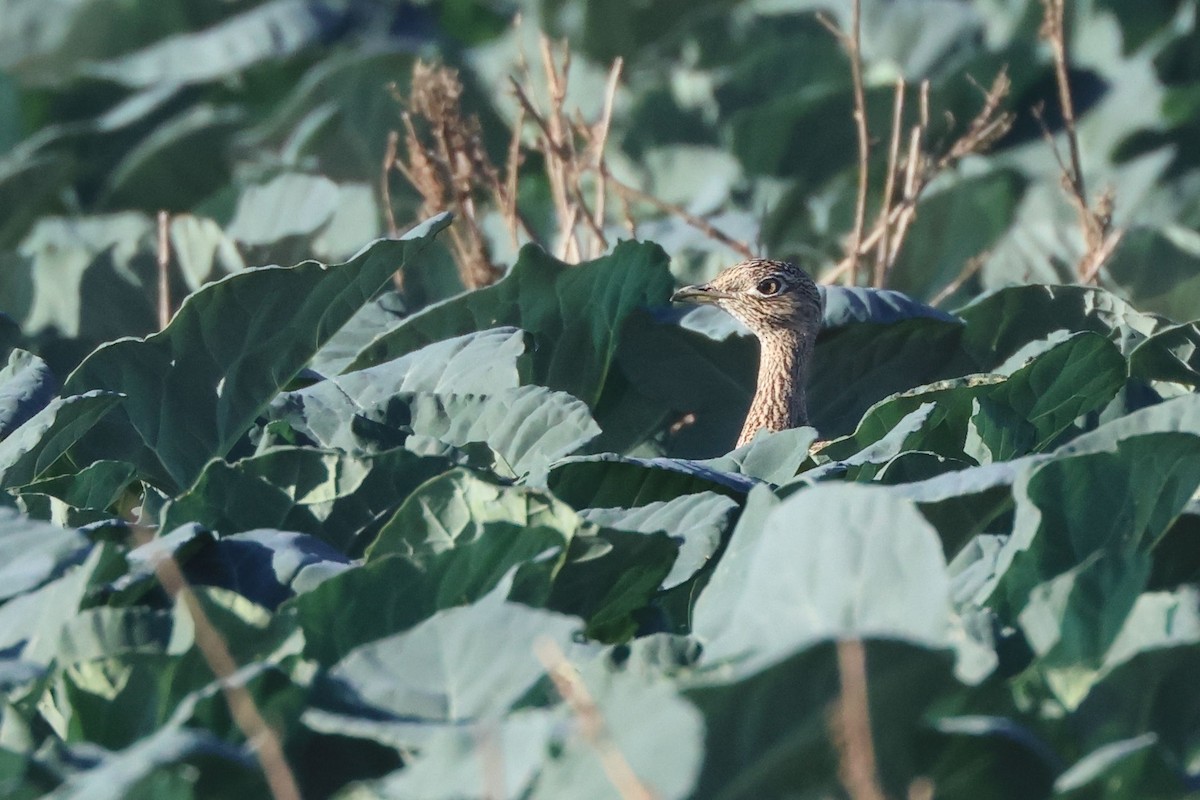 Стрепет - ML646902475