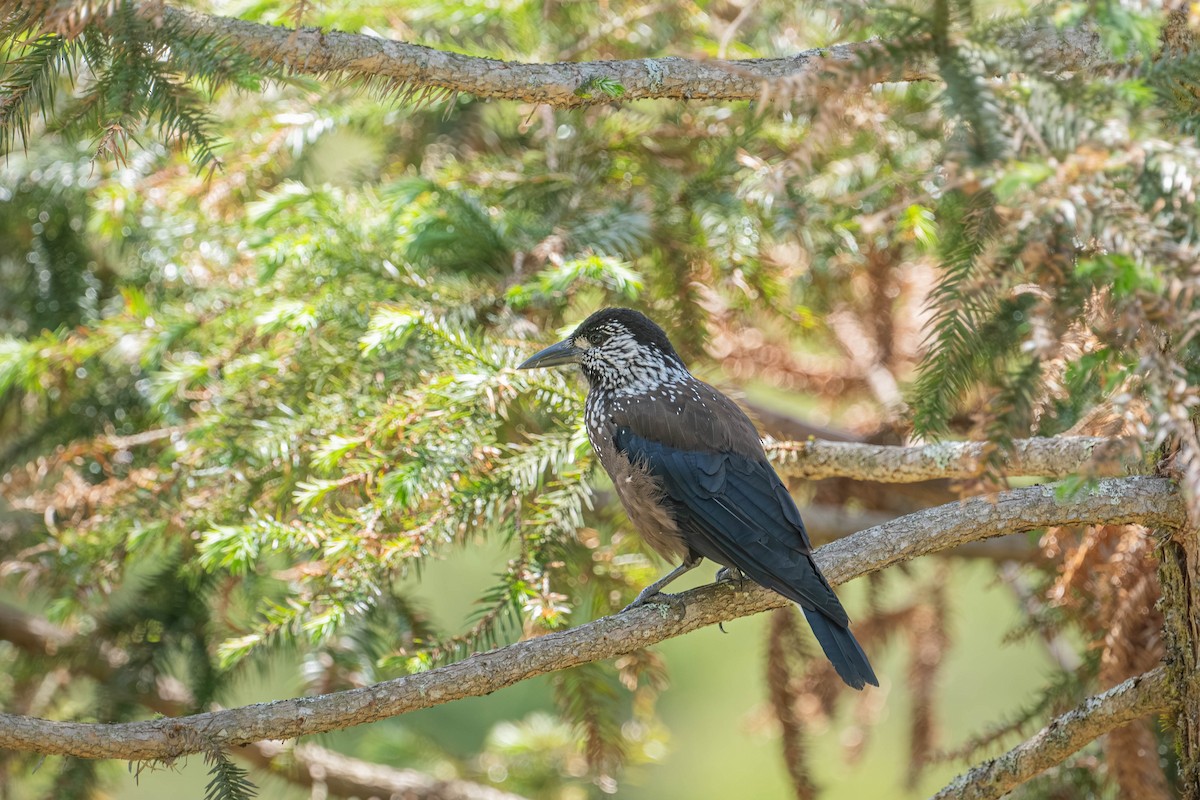 Southern Nutcracker - ML646902477