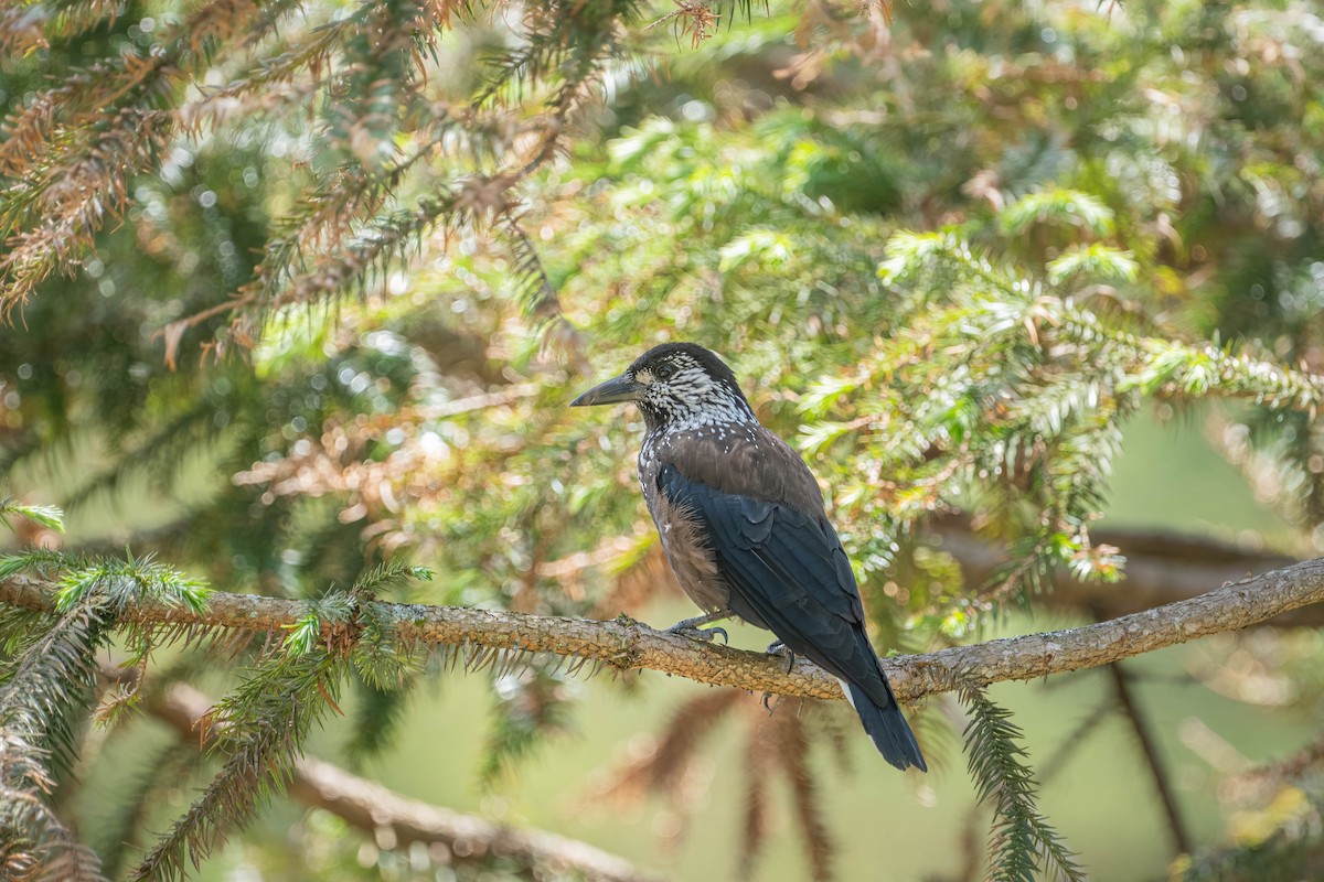 Southern Nutcracker - ML646902478