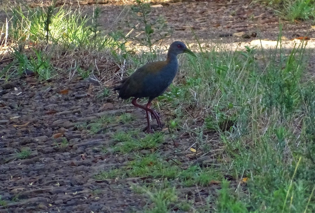 Лесной саракура - ML646902480