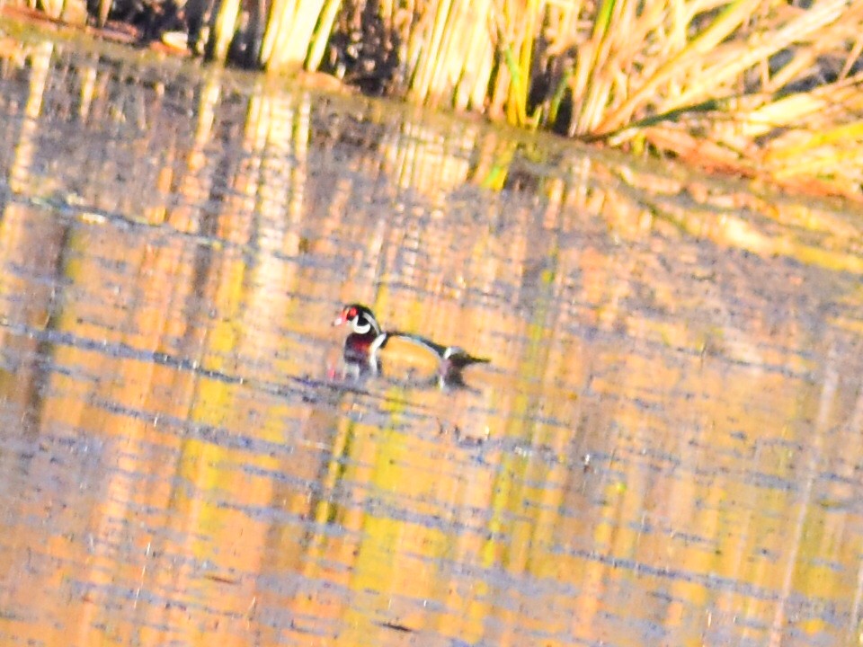 Wood Duck - ML646902482