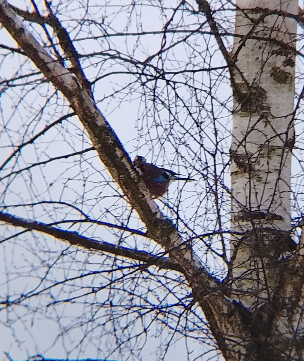 Eskinoso eurasiarra - ML646902486