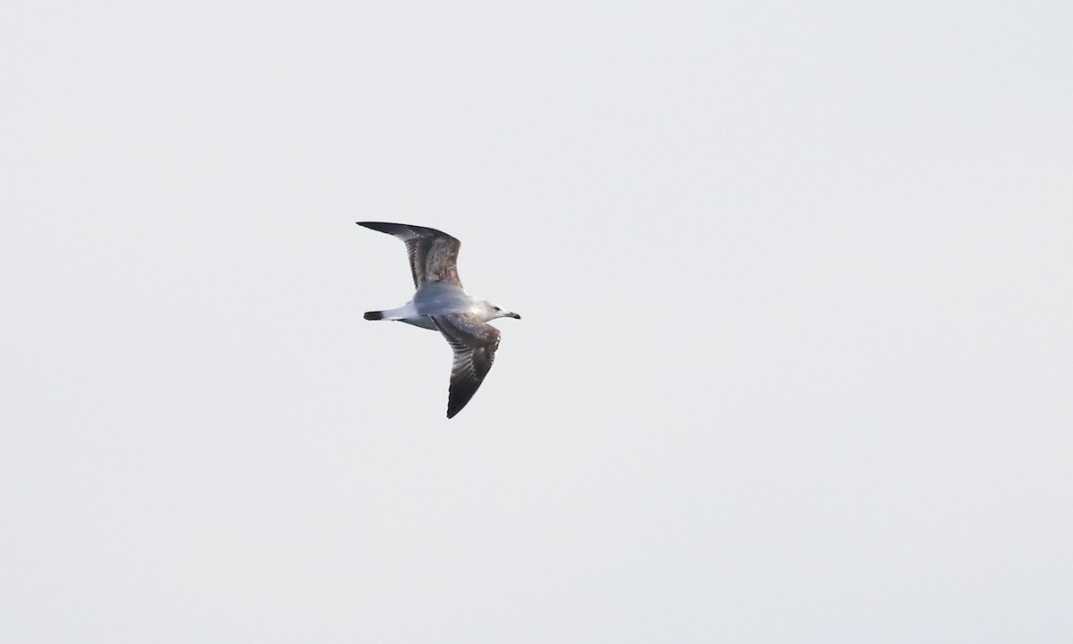 Yellow-legged Gull - ML646902489