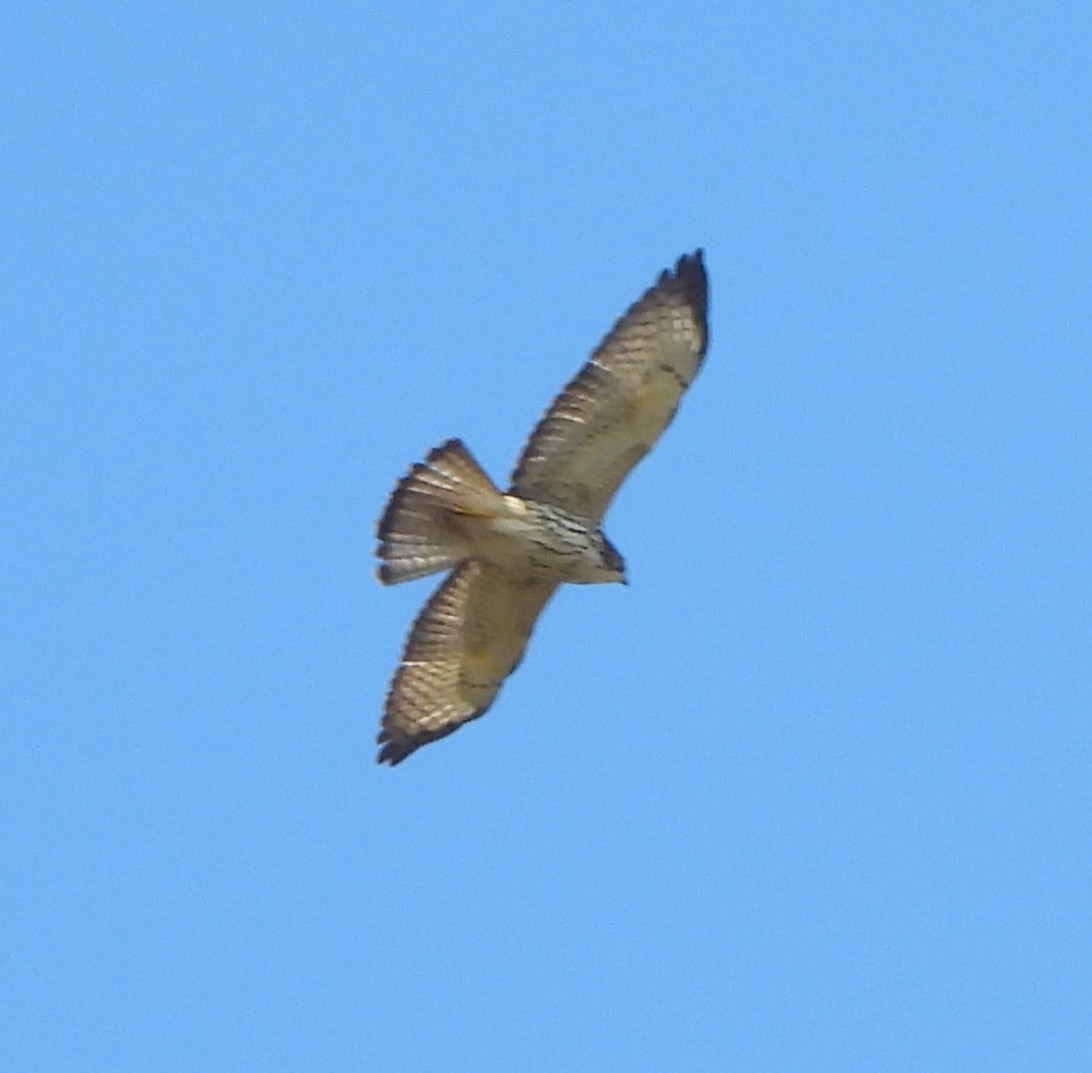 Broad-winged Hawk - ML646902490