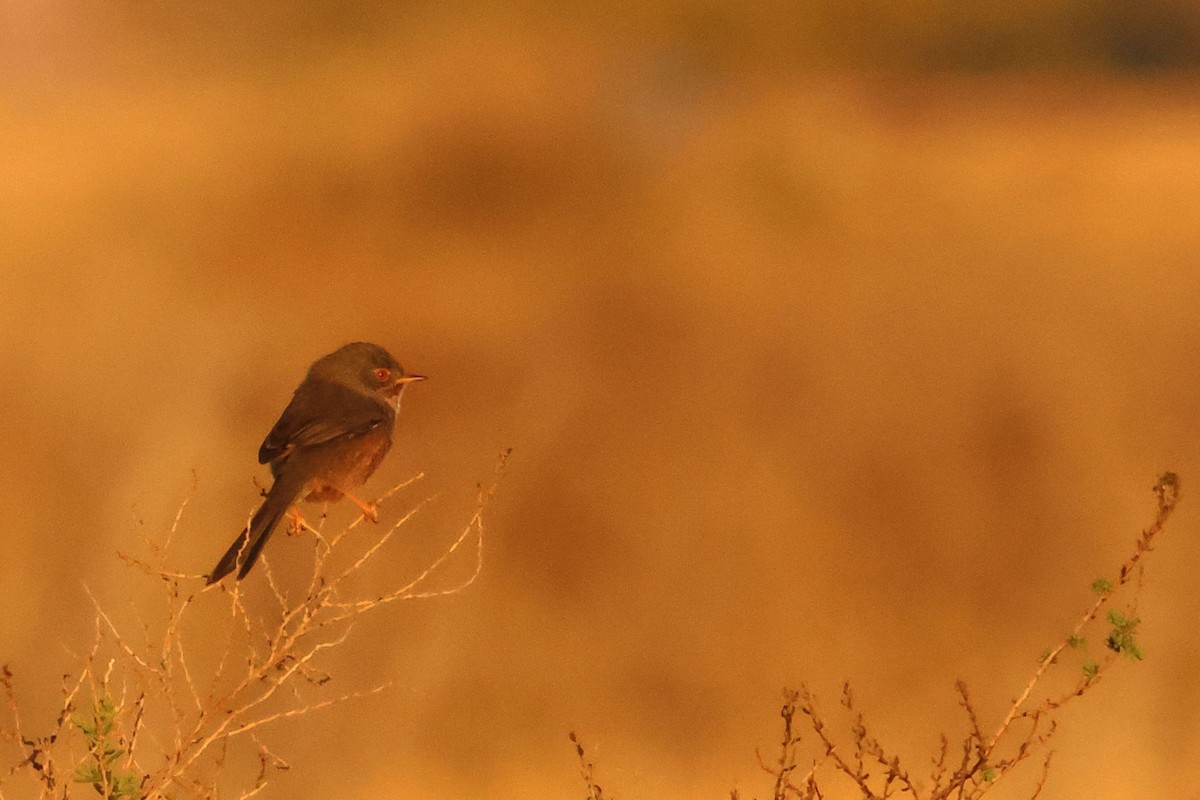 Funda Ötleğeni - ML646902492