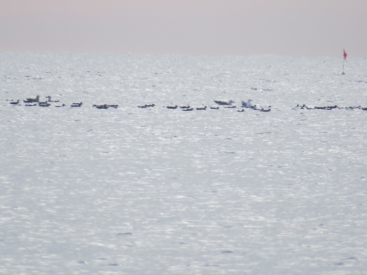 shearwater sp. - ML646902495