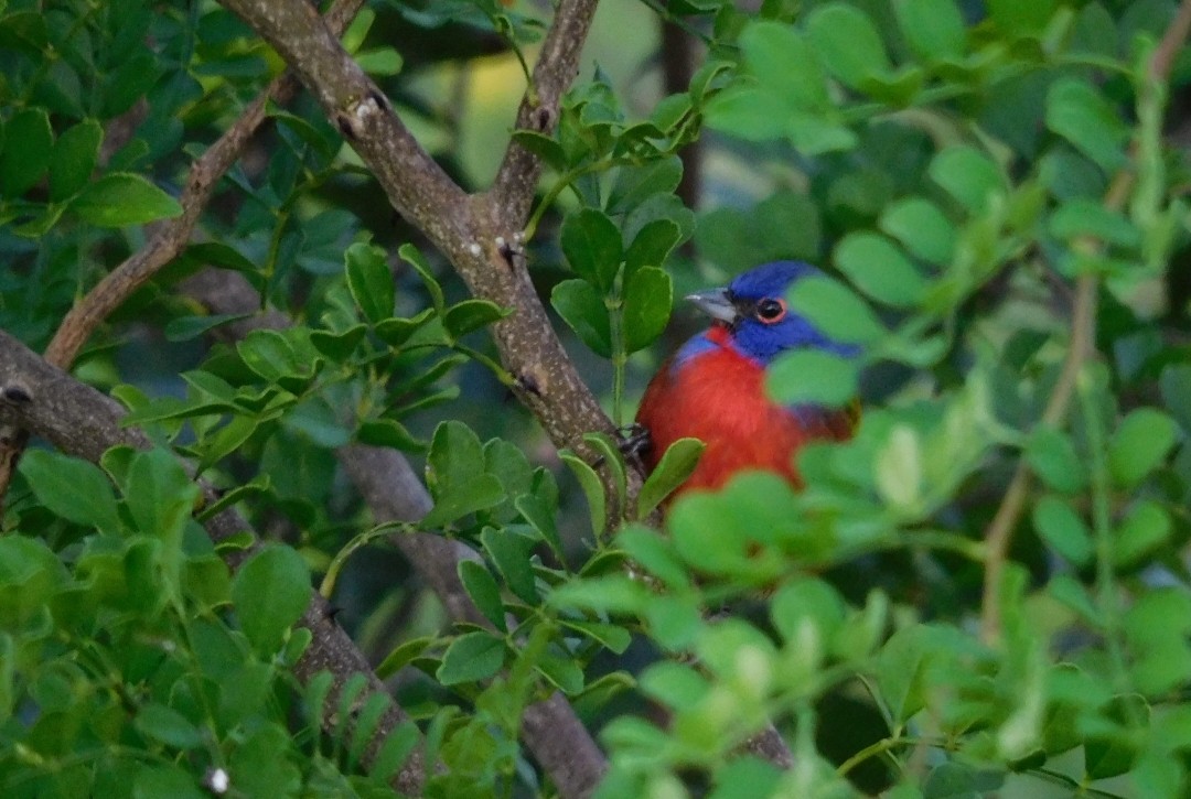 Boyalı Çinte - ML646902498