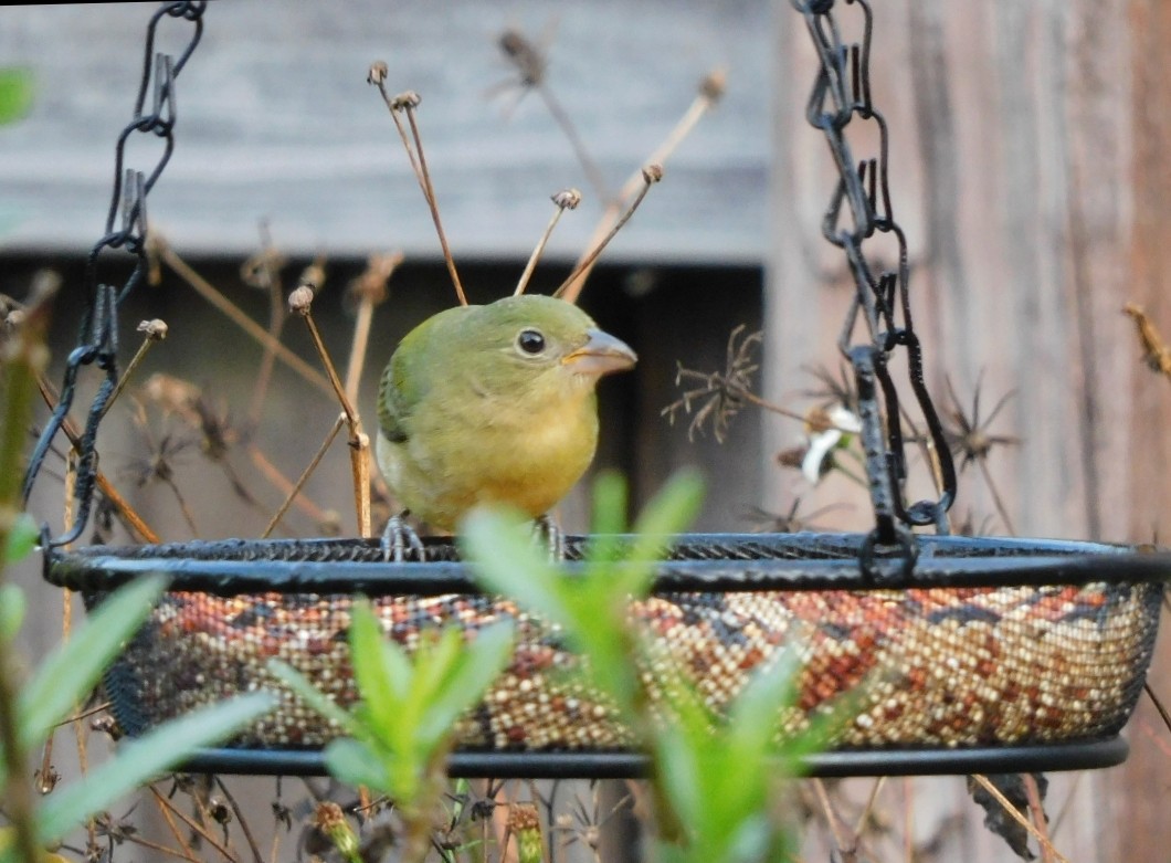 Boyalı Çinte - ML646902499