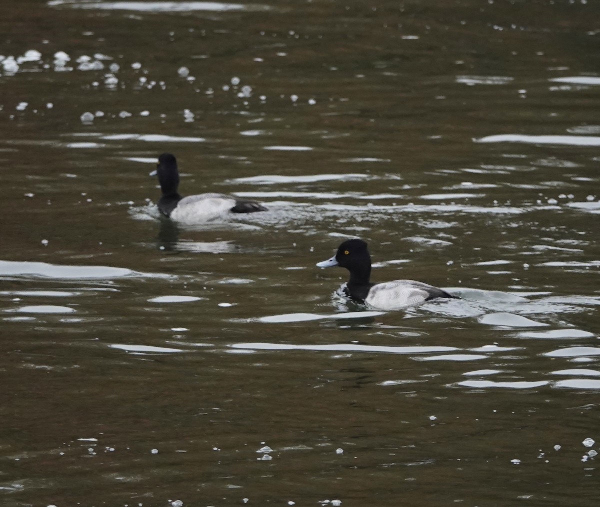 Чернь американська - ML646902503