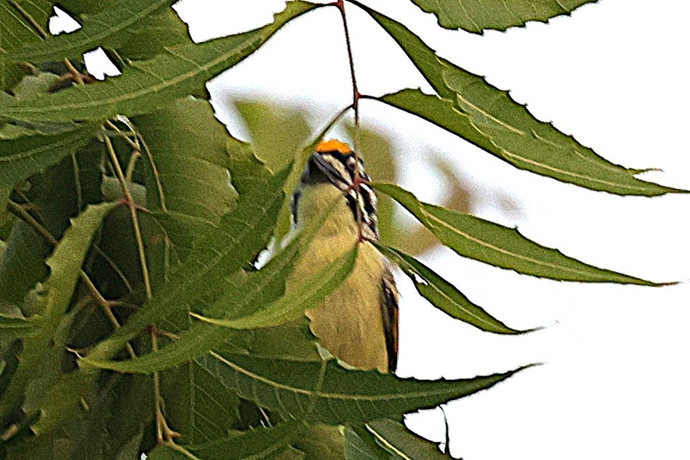 vousáček zlatočelý - ML646902507