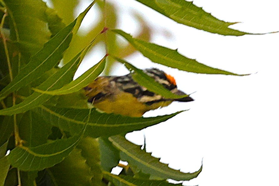 vousáček zlatočelý - ML646902512