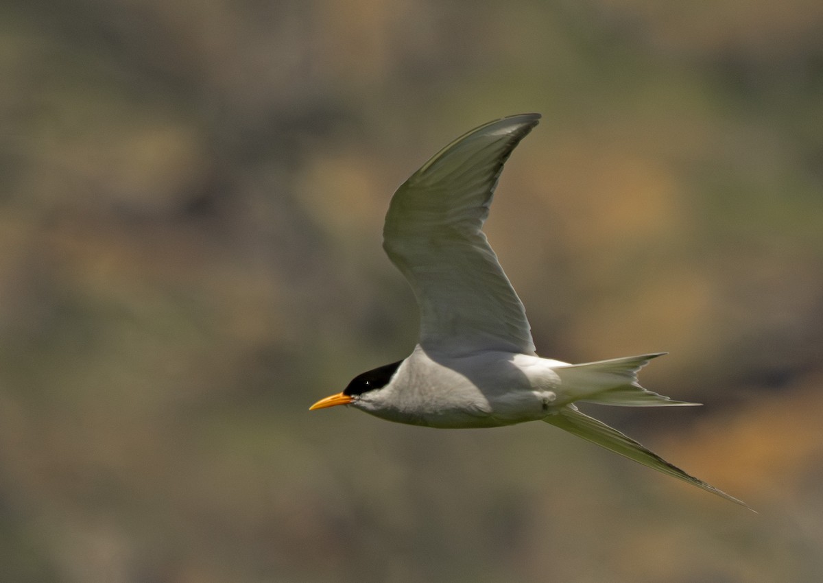 maoriterne - ML646902516