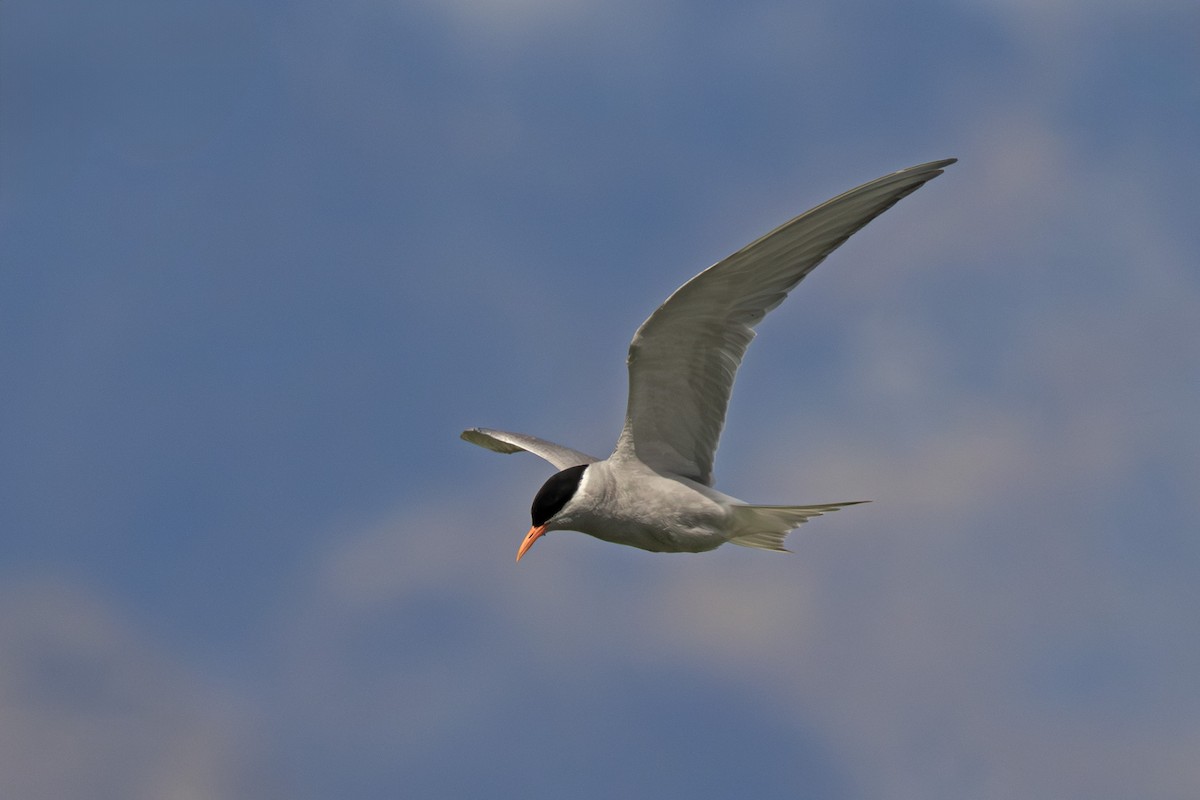 maoriterne - ML646902517