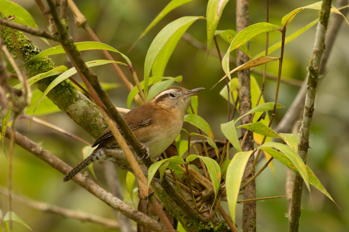 Волоочко гірське - ML646902519