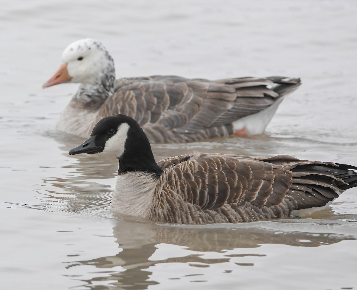 雑種 ハイイロガン ｘ カナダガン - ML646902522