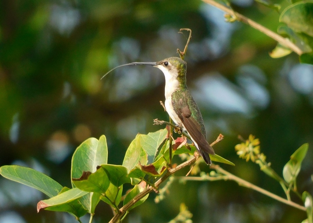Ruby-throated Hummingbird - ML646902524